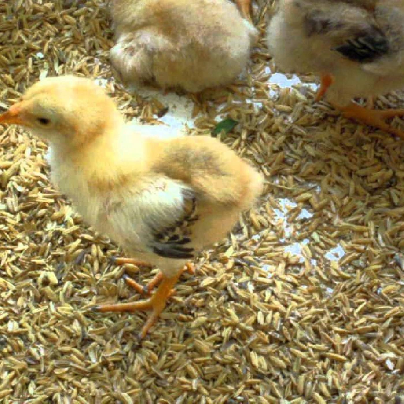 Gà con mới nở và nuôi được 2 tuần tuổi phân dính đít và không ỉa được?