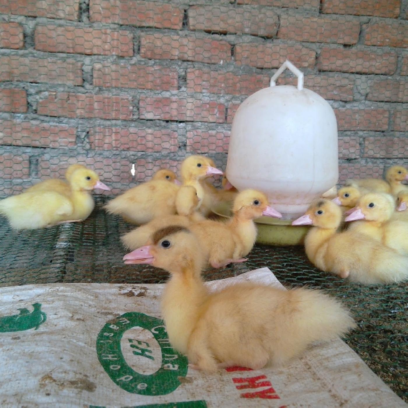 Vịt con bị bại liệt rồi chết, trước lúc bệnh vẫn ăn bình thường