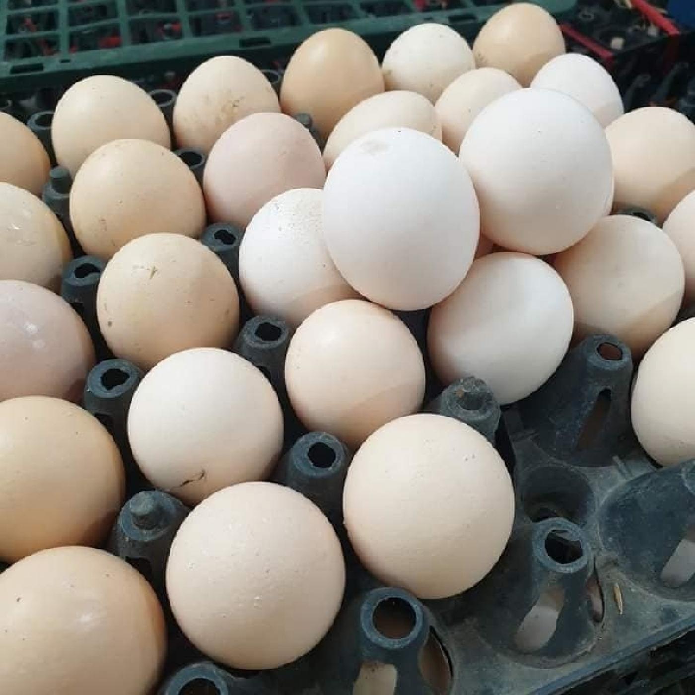 Tăng trọng lượng trứng thông qua dinh dưỡng