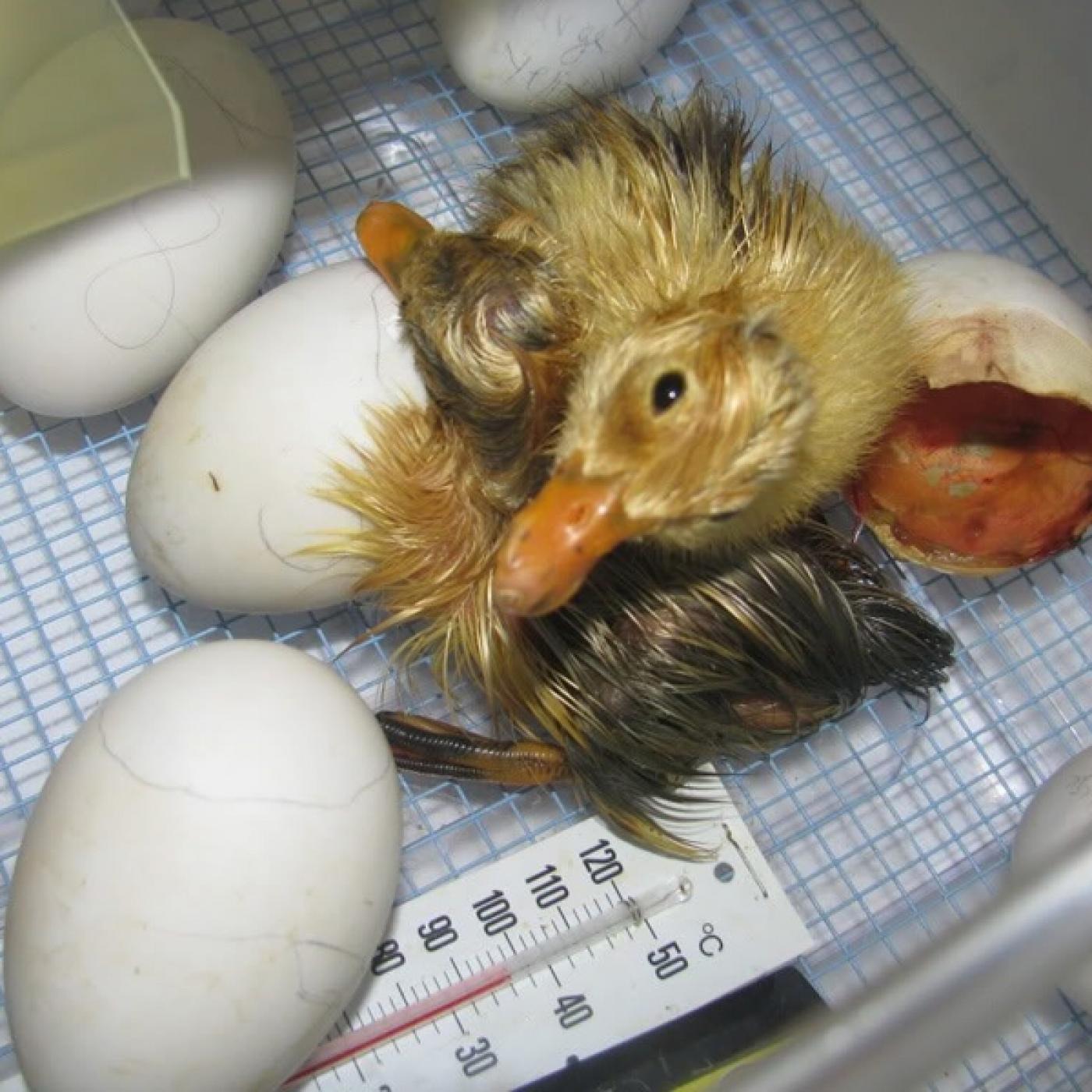 Bảng nhiệt độ ấp trứng gia cầm gà, ngan , vịt, ngỗng tỷ nệ nở cao