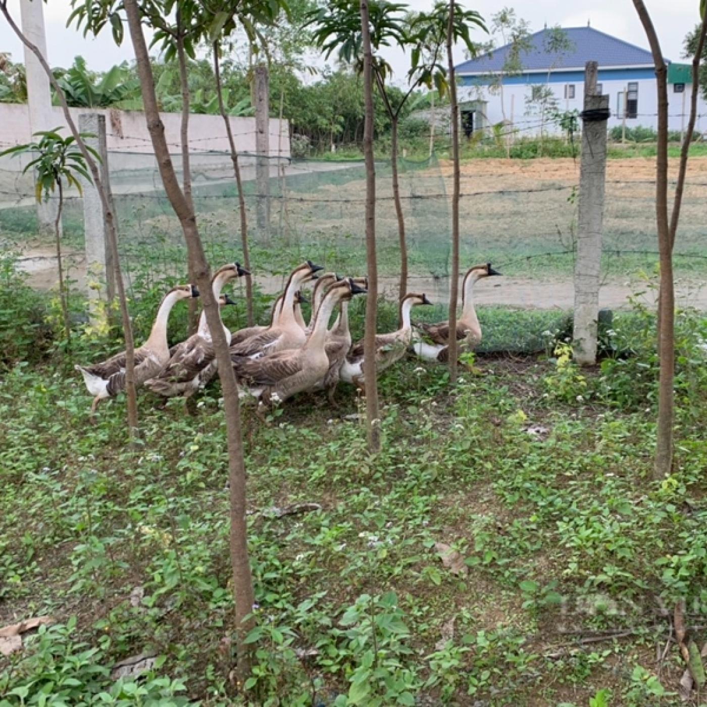 Kỹ thuật chăn nuôi ngỗng sư tử hiệu quả