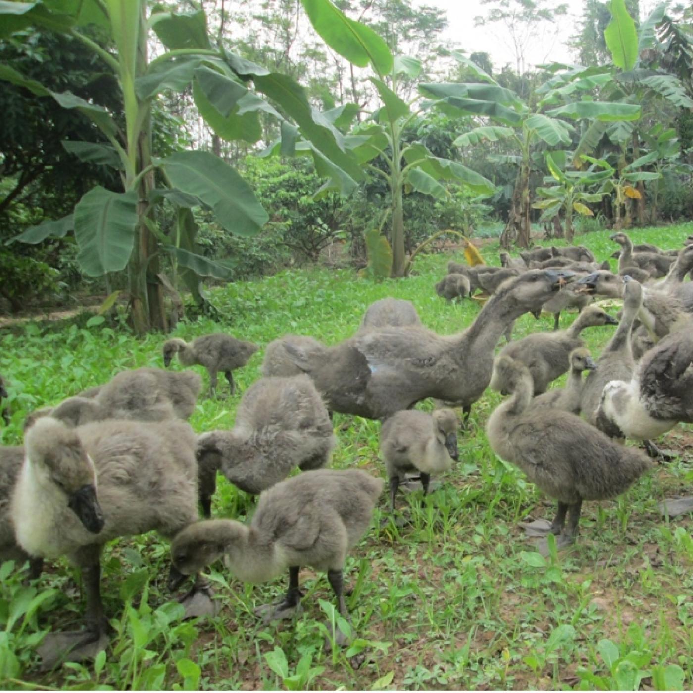 Đặc điểm ngỗng sư tử