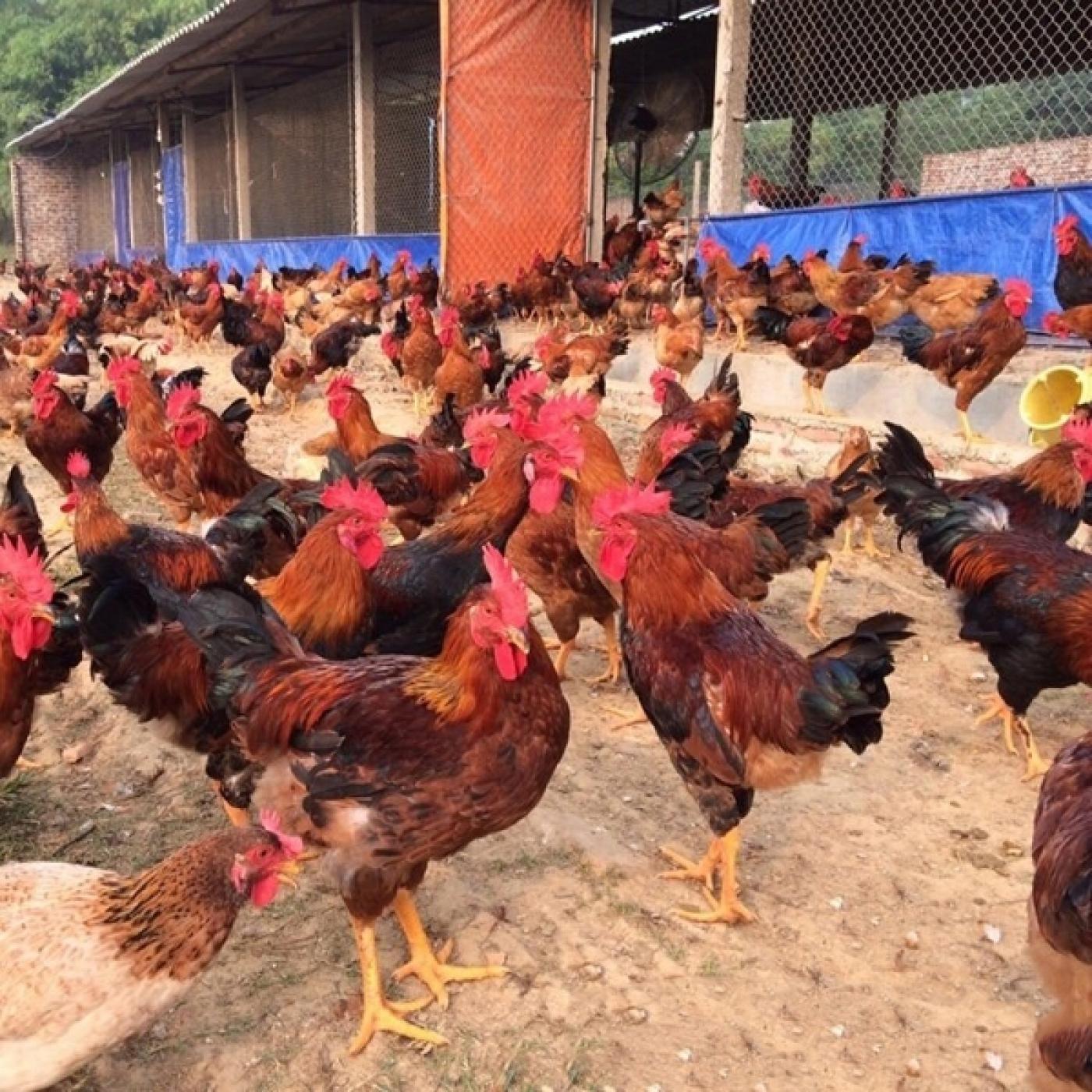 Mô hình chăn nuôi gà lạc thủy những năm qua