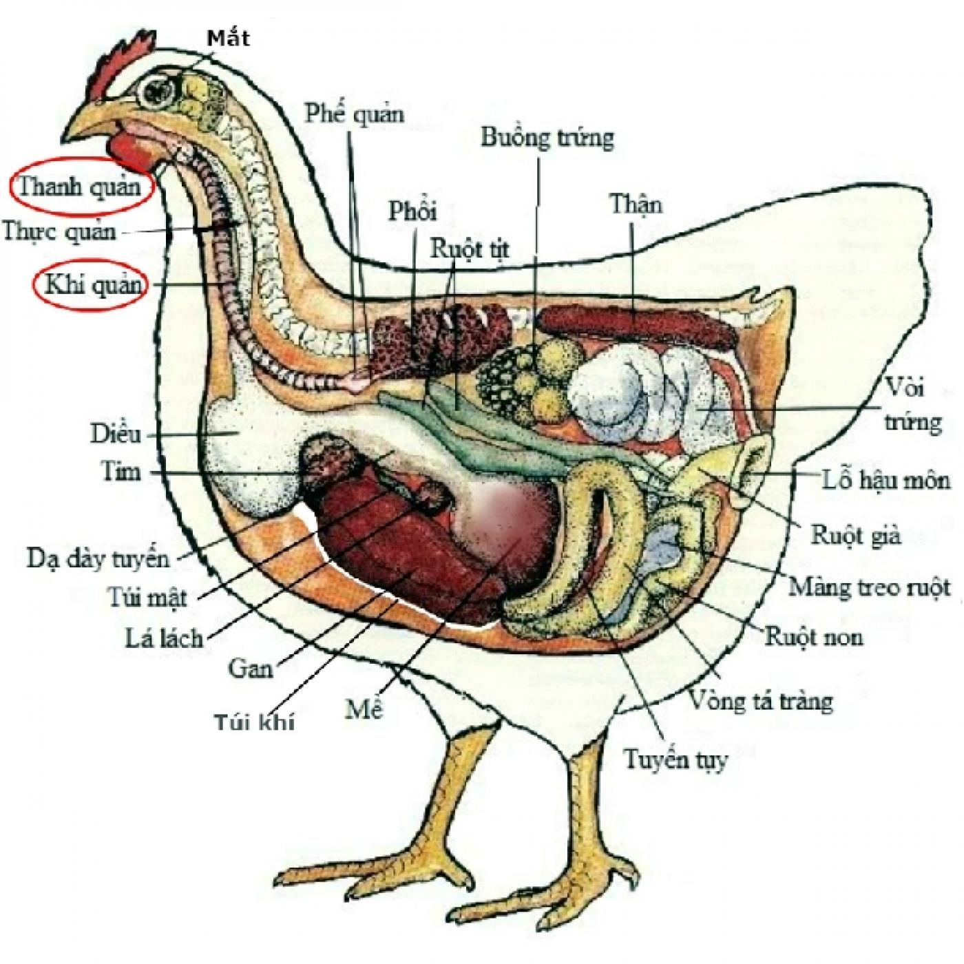 Phương pháp kiểm soát các bệnh hô hấp trên gia cầm