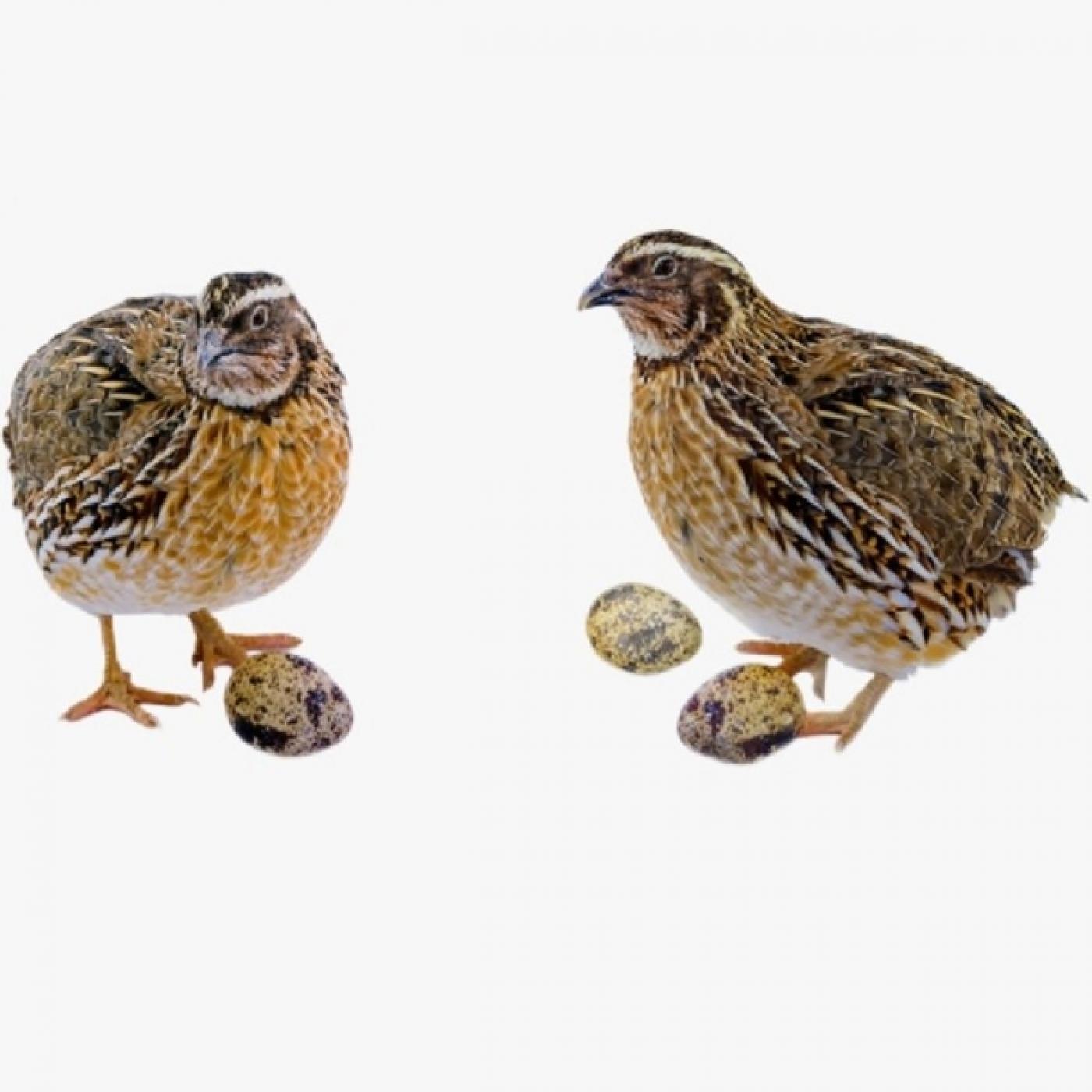 Kỹ thuật chăn nuôi chim cút đẻ trứng