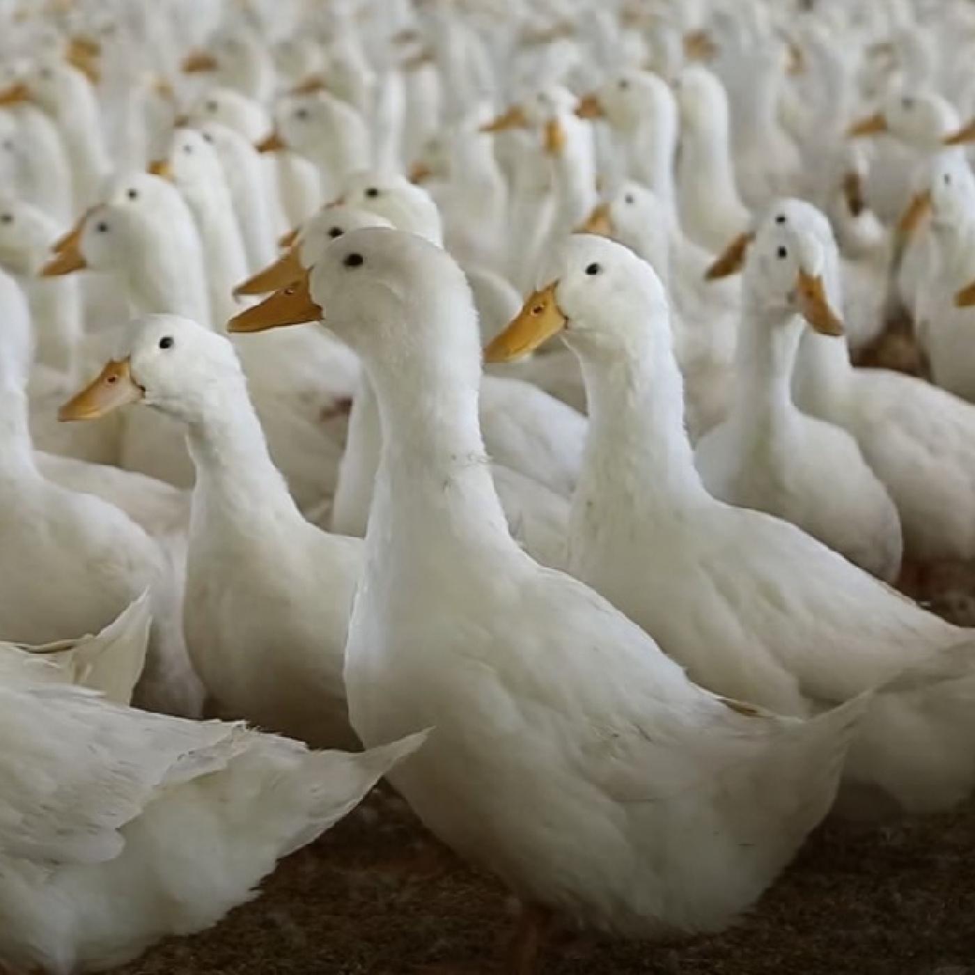 Những điều cần lưu ý trong chăn nuôi vịt thương phẩm