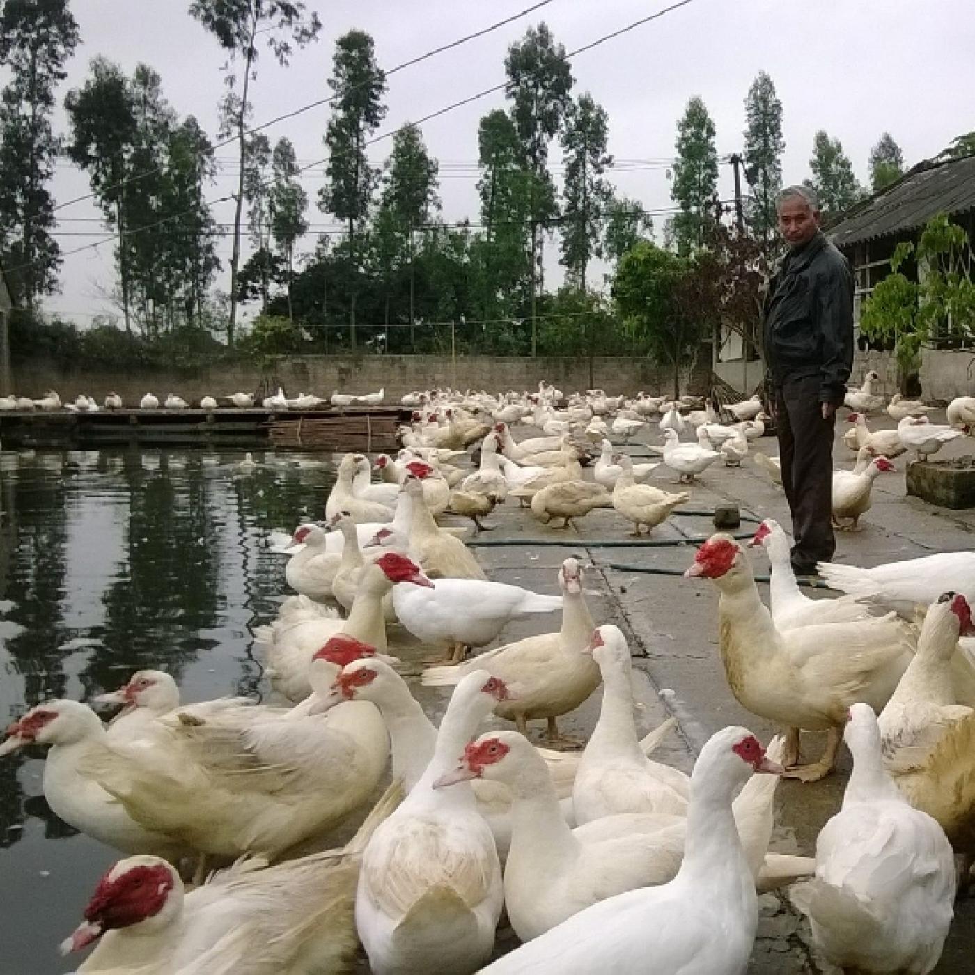 Kinh nghiệm nuôi ngan pháp R71 hiệu quả