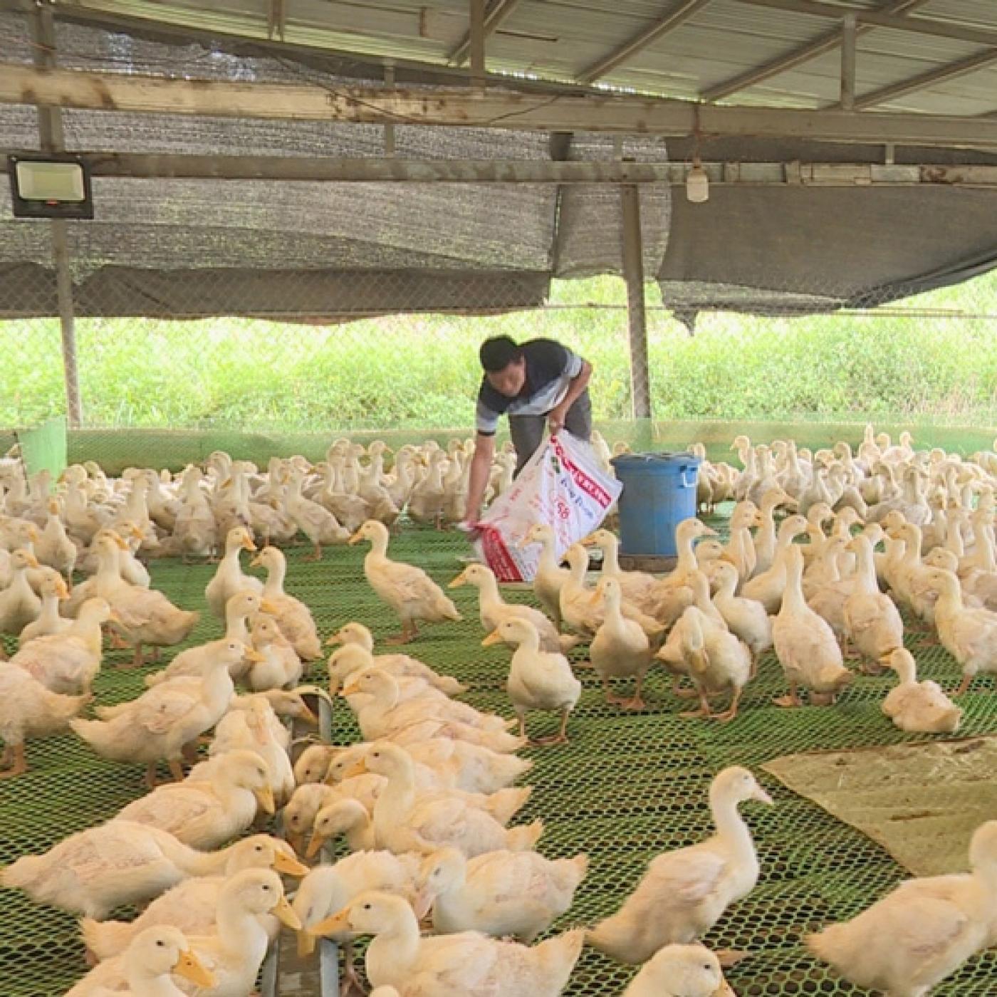Kỹ thuật chăn nuôi vịt siêu thịt hiệu quả cao