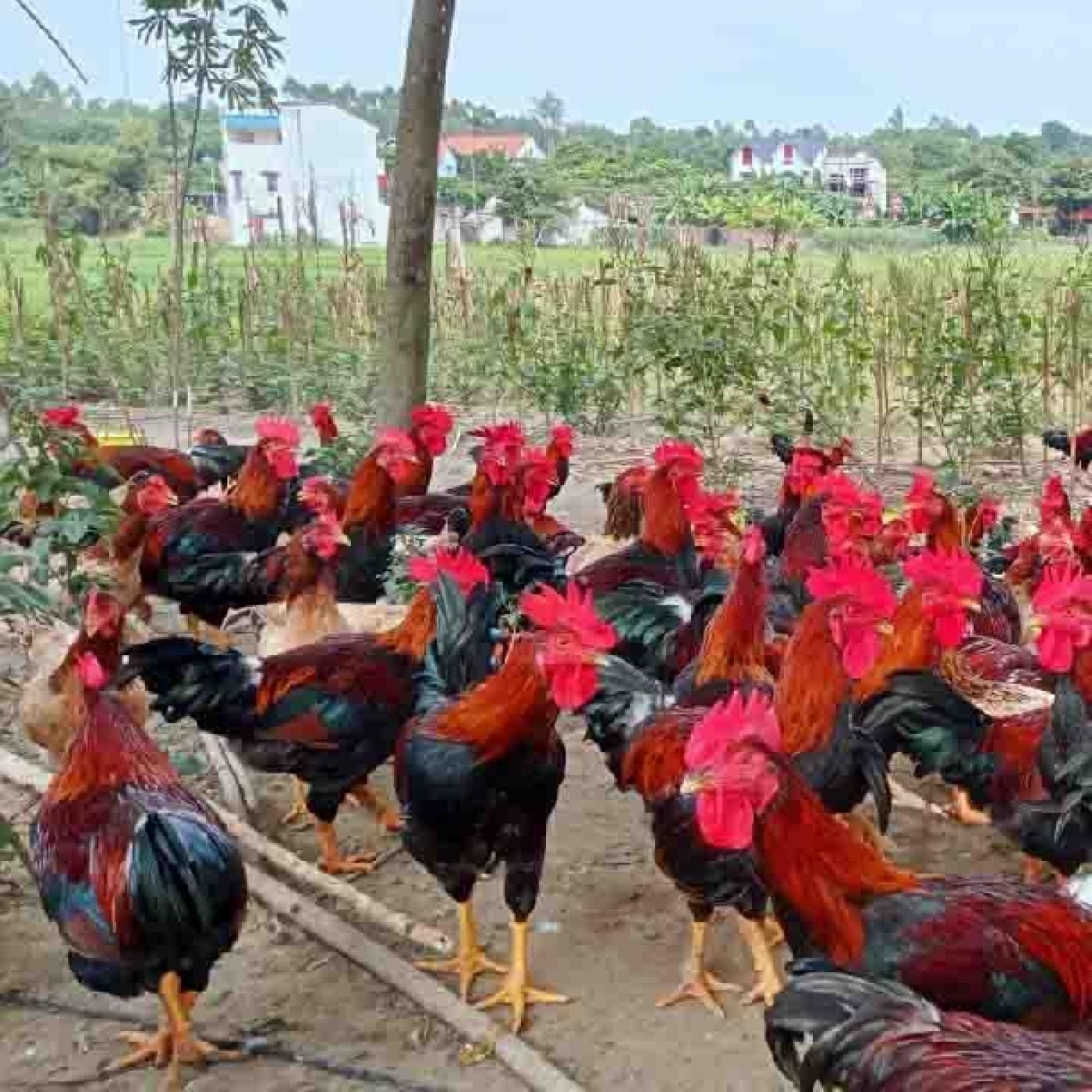 Kỹ thuật chăn nuôi gà phòng bệnh gà mía sơn tây thương phẩm