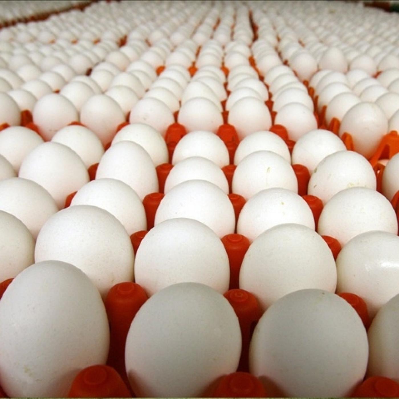 Hướng dẫn bảo quản trứng trước khi đưa vào máy ấp nở trứng