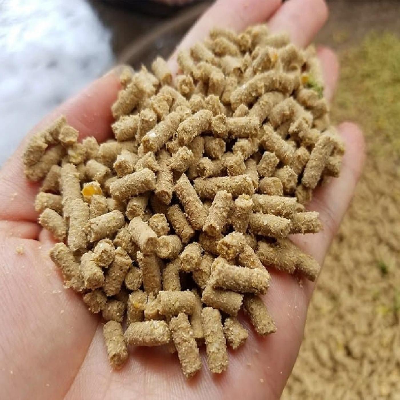 Phương pháp giảm thiểu tác nhân gây bệnh cho gà từ thức ăn