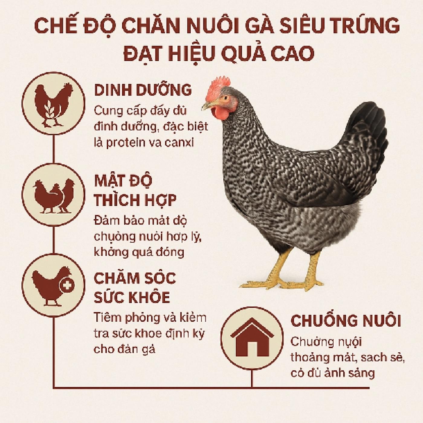 Chế độ chăn nuôi gà siêu trứng đạt hiệu quả cao