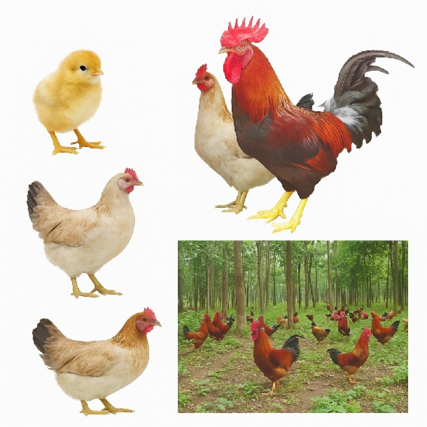 Ưu Nhược Điểm Của Giống Gà Lạc Thủy – Có Nên Nuôi Không?