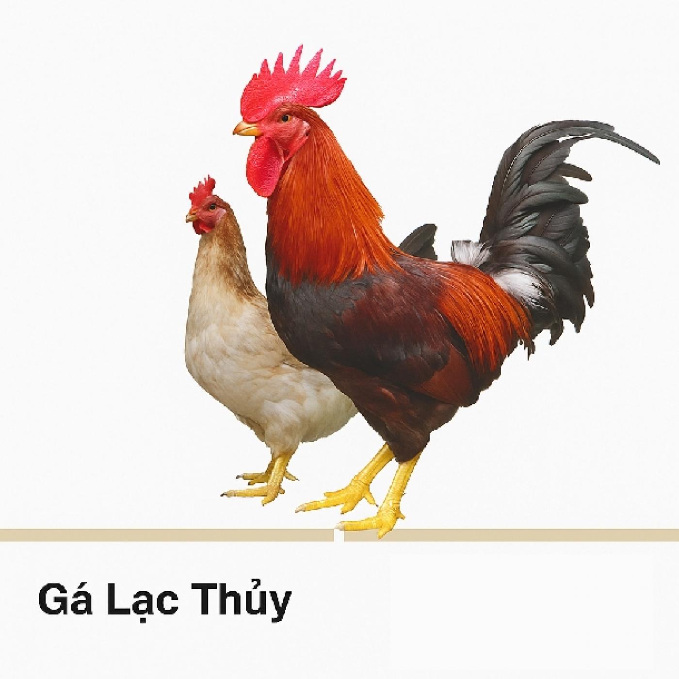 Bảng Giá Gà Lạc Thủy Giống và Thương Phẩm Mới Nhất