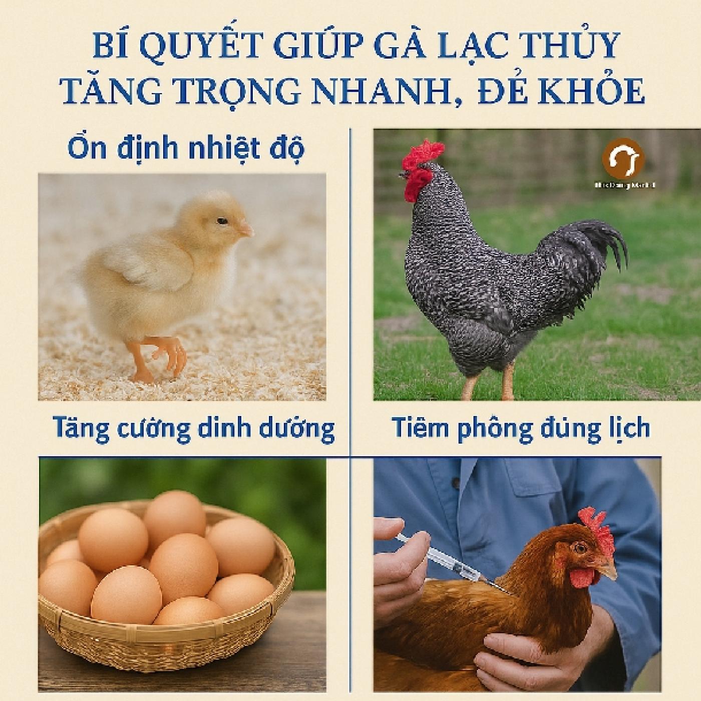 Bí quyết giúp gà Lạc Thủy tăng trọng nhanh, đẻ khỏe