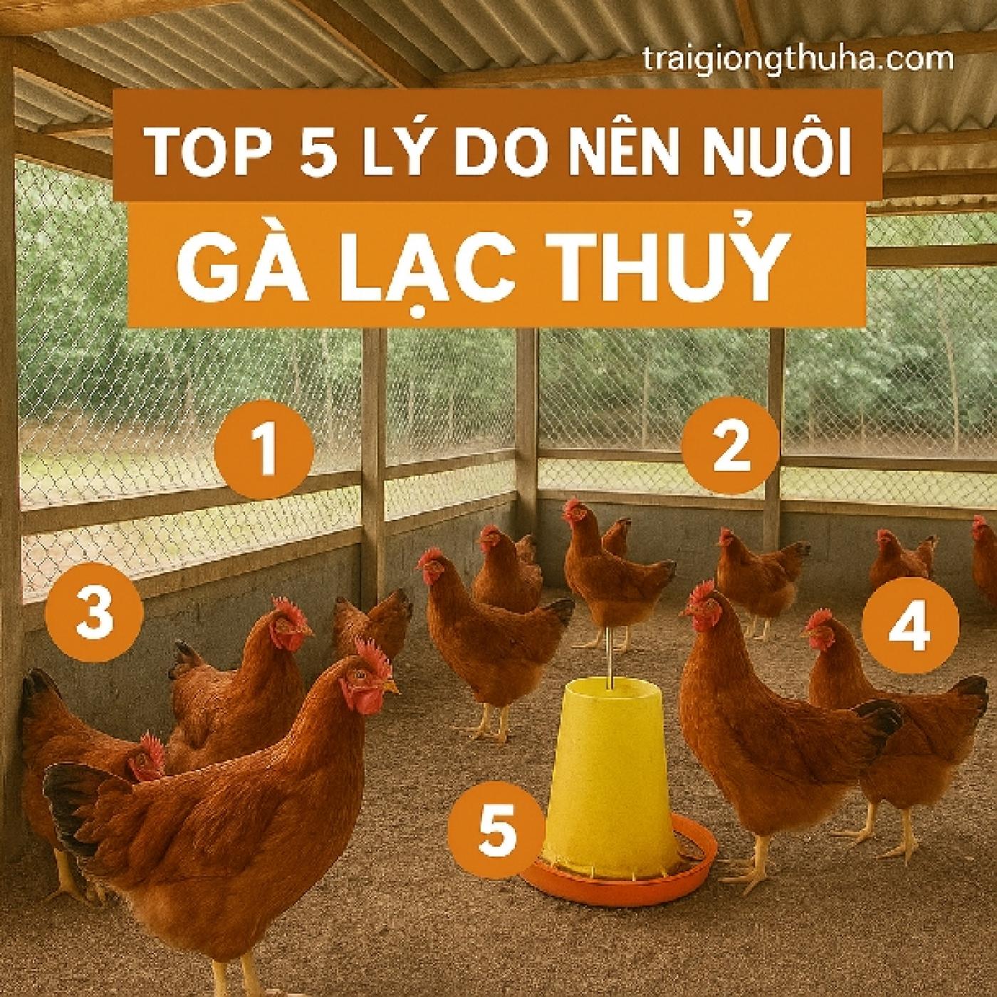 Top 5 Lý Do Nên Nuôi Gà Lạc Thủy