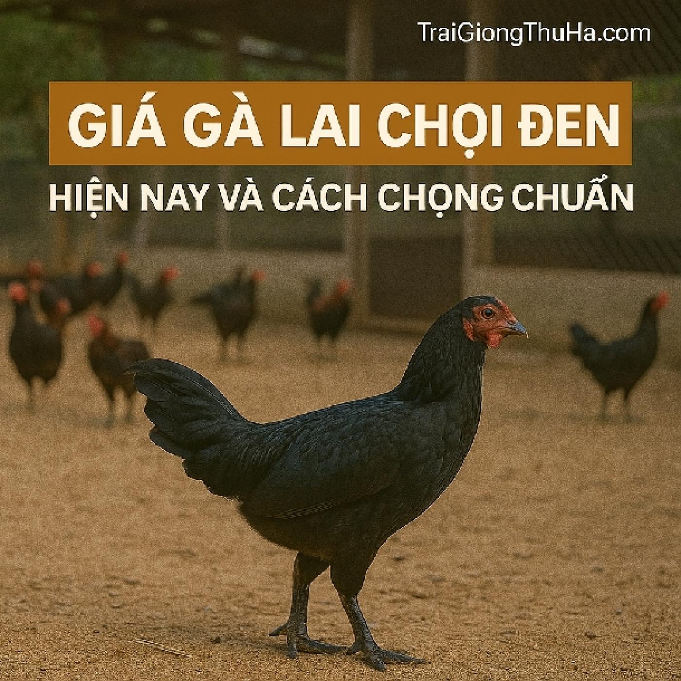 Giá Gà Lai Chọi Đen Hiện Nay Và Cách Chọn Giống Chuẩn