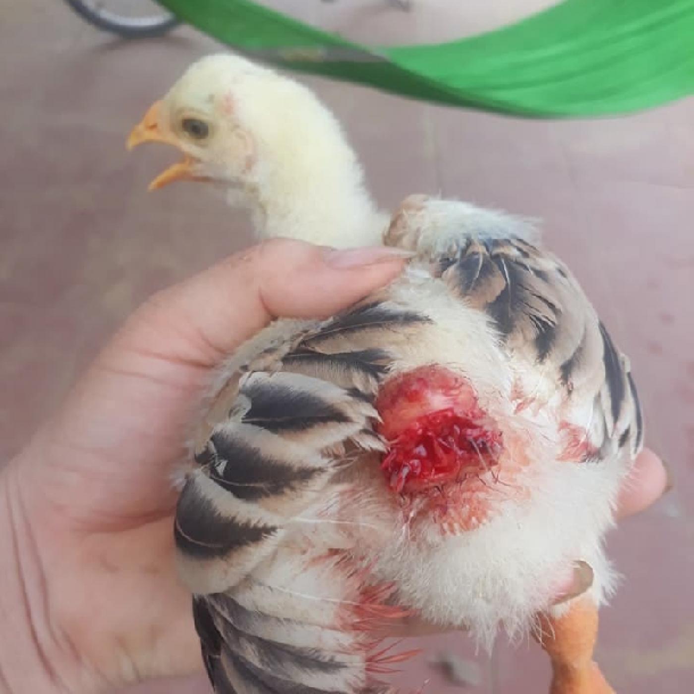 Triệu chứng cắn/mổ nhau