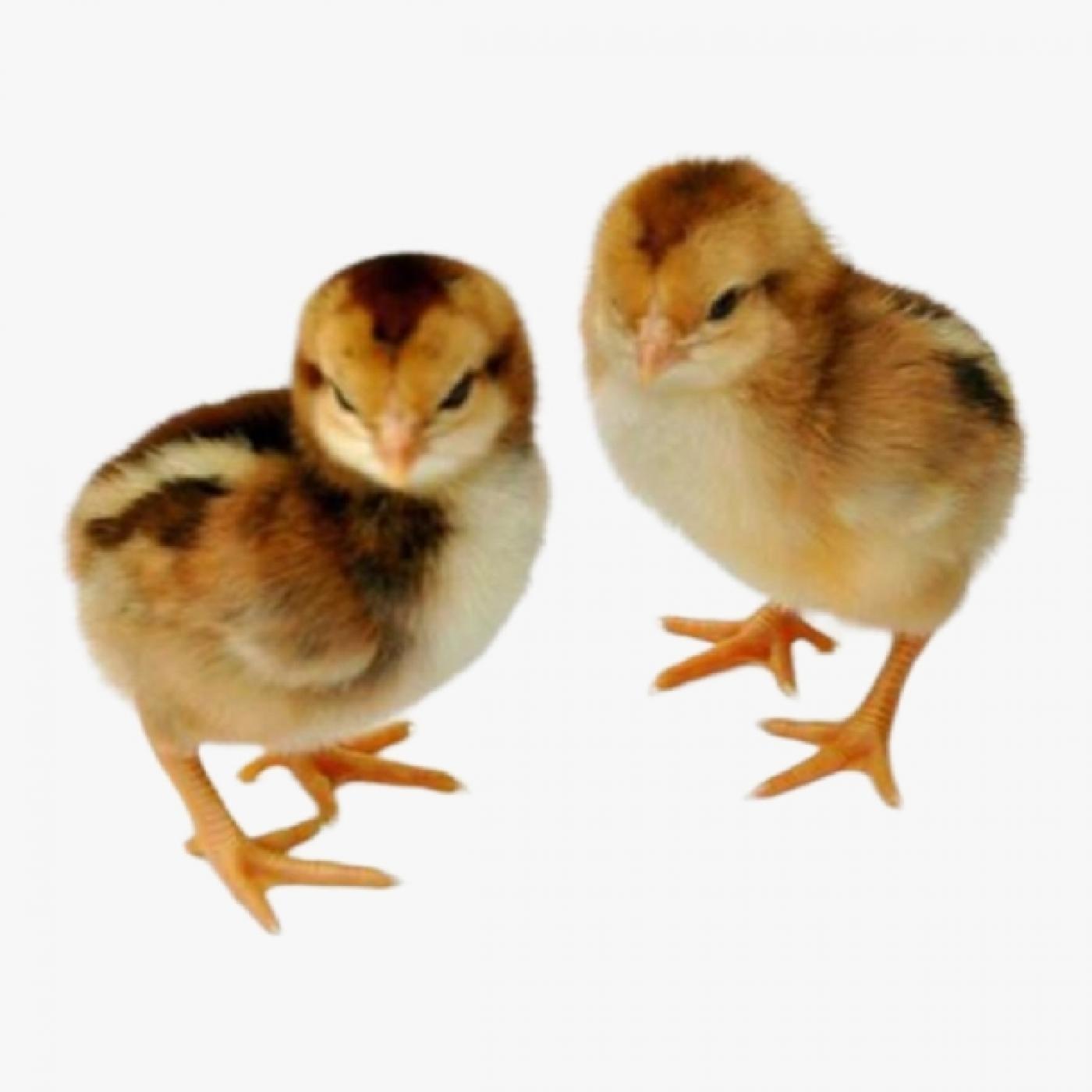 Cách Chọn Giống Gà Lai Chọi Chất Lượng Cao