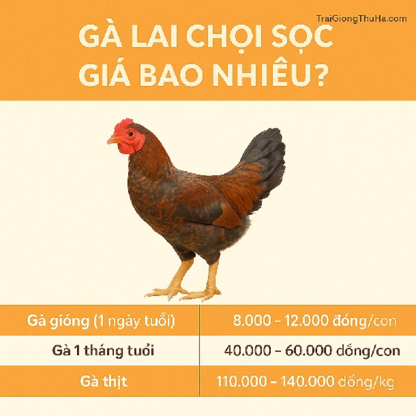Gà Lai Chọi Sọc Giá Bao Nhiêu?