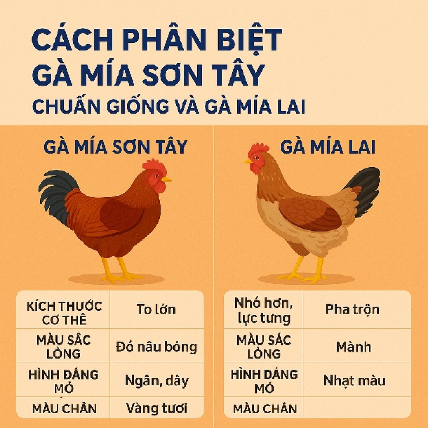 Cách Phân Biệt Gà Mía Sơn Tây Chuẩn Giống Và Gà Mía Lai