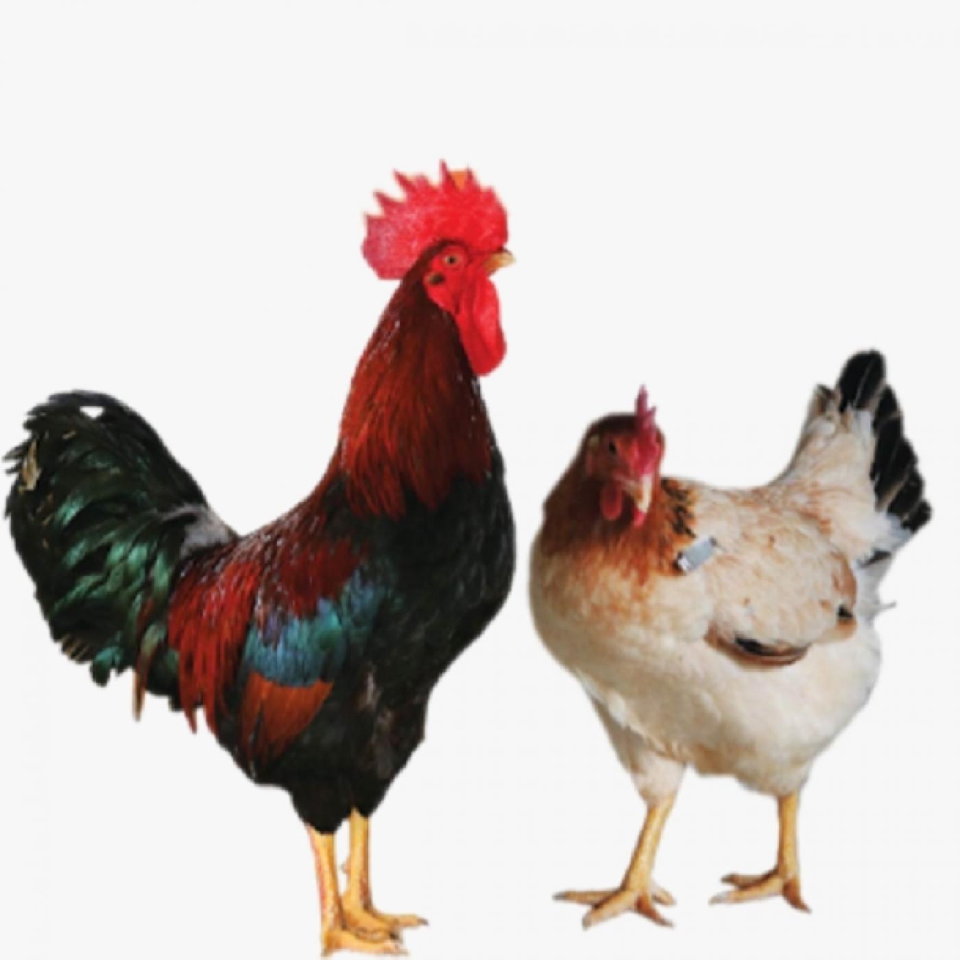 Bí Quyết Chọn Giống Gà Mía Sơn Tây Thuần Chất Lượng Cao, Mau Lớn, Kháng Bệnh Tốt