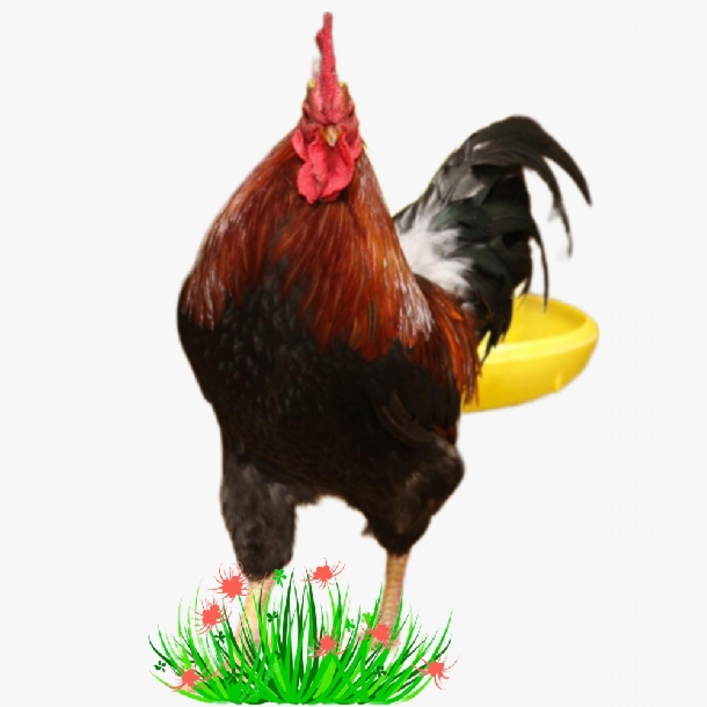 Cách Nuôi Gà Mía Sơn Tây Thuần Mau Lớn, Thịt Săn Chắc, Ít Tốn Chi Phí