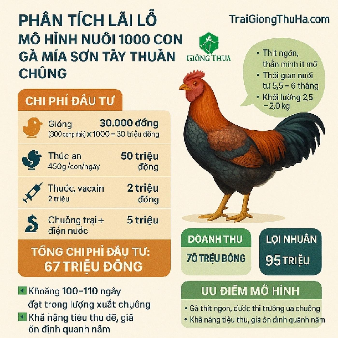 Phân Tích Lãi Lỗ Mô Hình Nuôi 1000 Con Gà Mía Sơn Tây Thuần Chủng