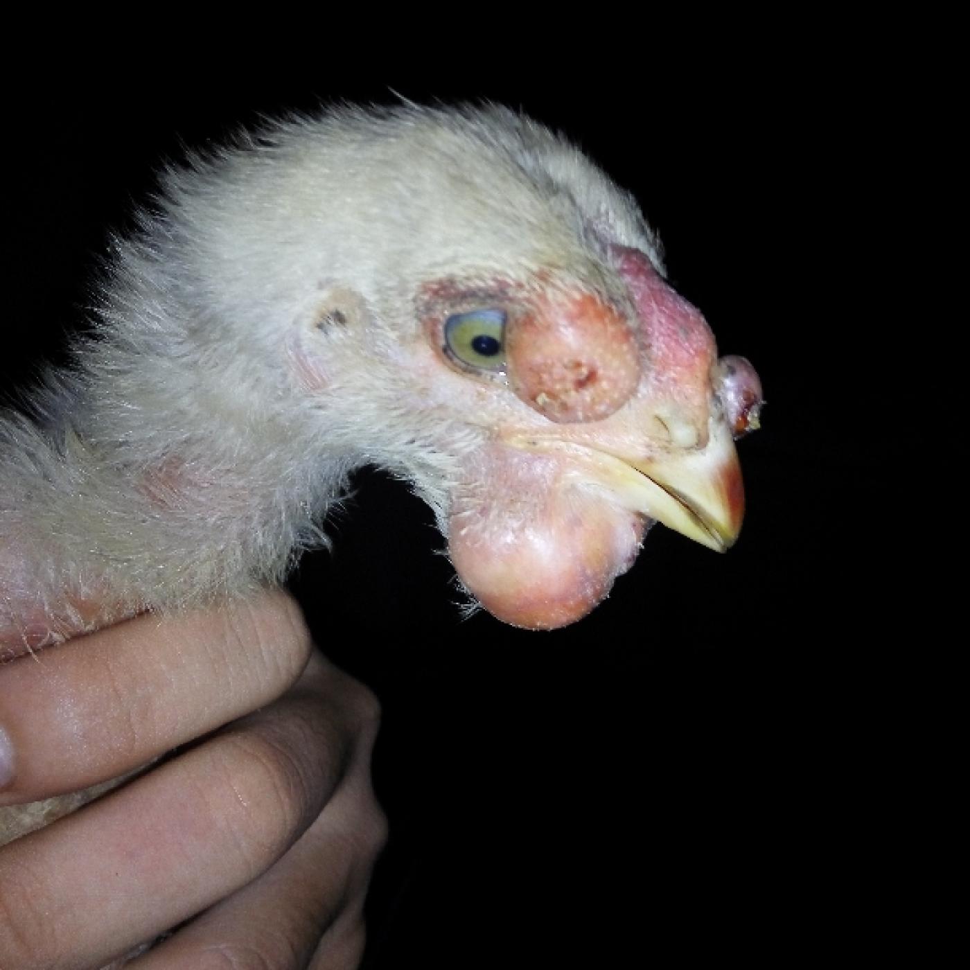 phòng và điều trị bệnh đậu gà ( FOWL POX )