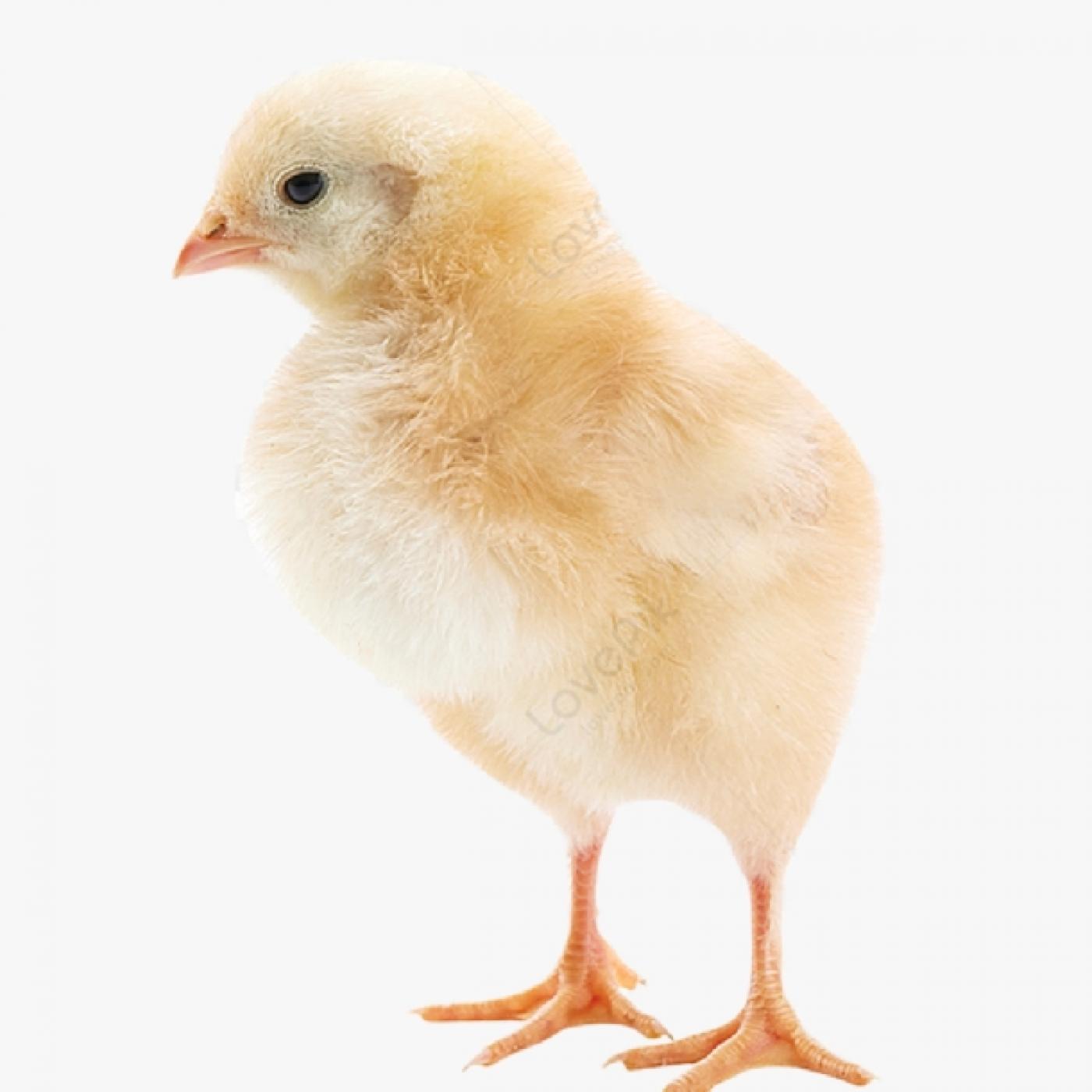 So Sánh Chi Tiết Lãi – Lỗ Từng Giống Gà Ta Theo Mô Hình Thả Vườn