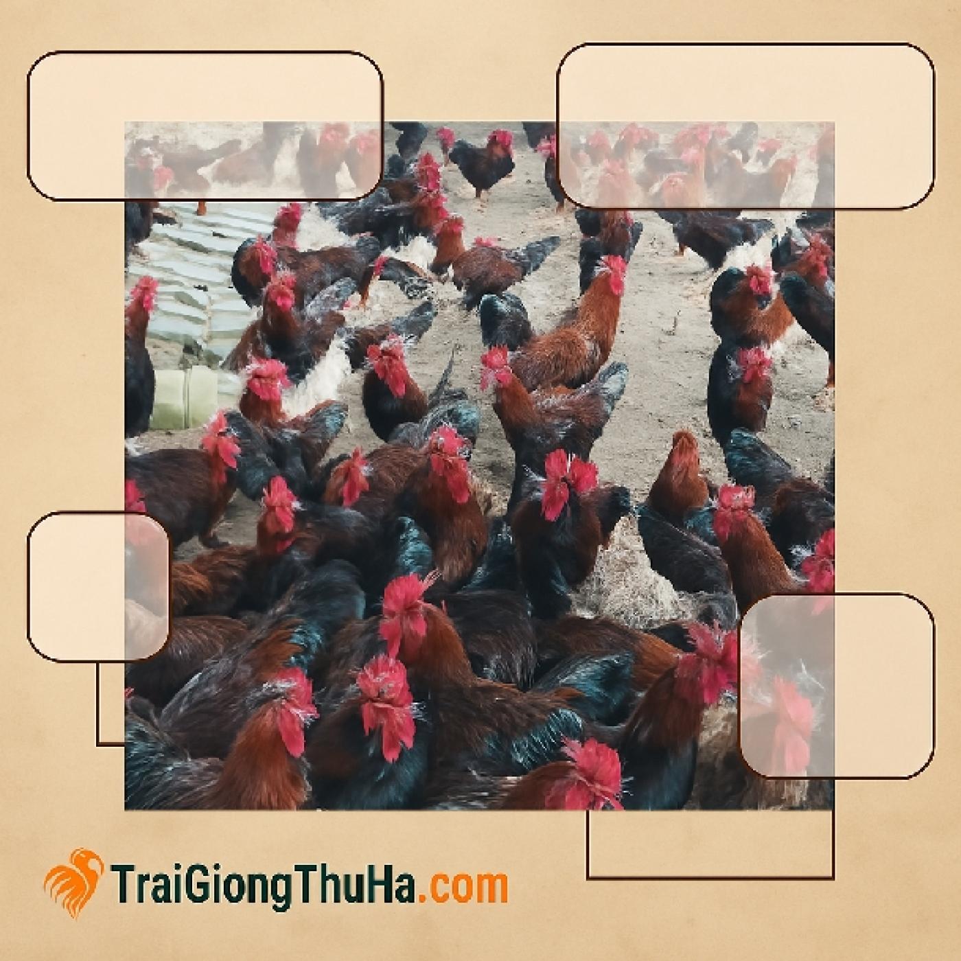 Cách nuôi gà Mía khỏe mạnh, ít tốn thuốc?