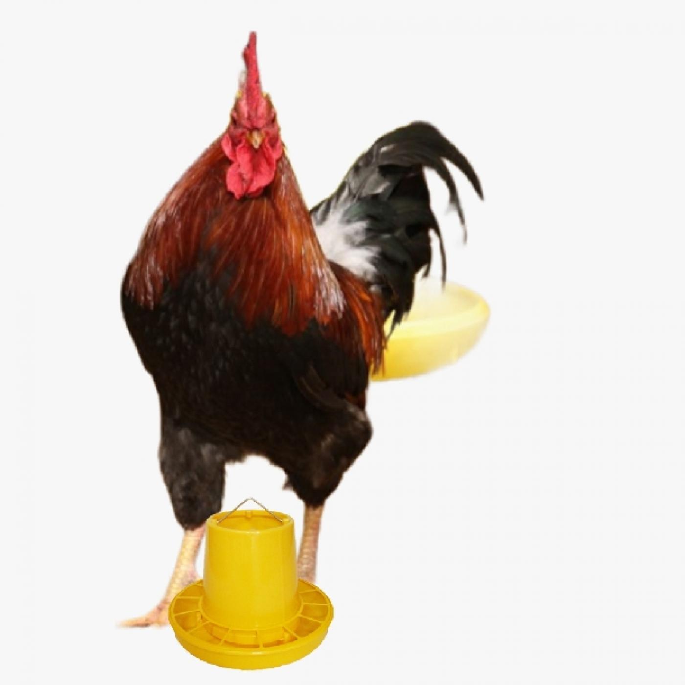 Thực Đơn Tiết Kiệm Cho Gà Mía Thuần Sơn Tây Từ 1–5 Tháng Tuổi