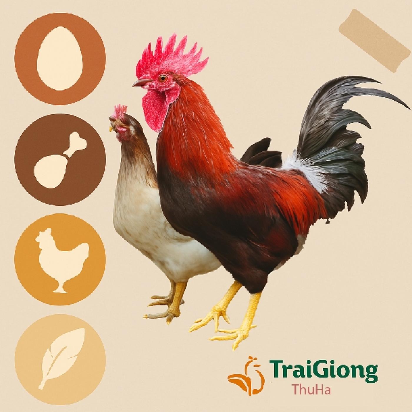 Lịch Tiêm Phòng Và Thảo Dược Tăng Đề Kháng Cho Gà Mía Thuần Sơn Tây