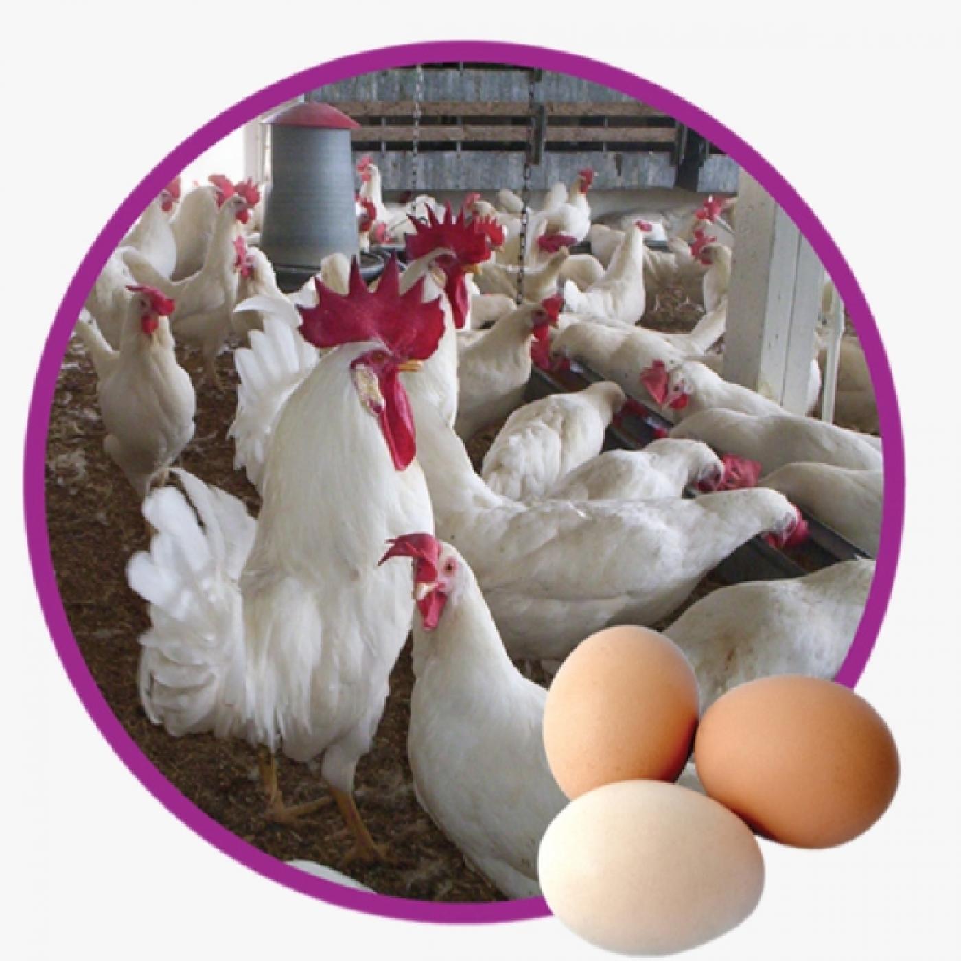 Mua Gà Siêu Đẻ Ai Cập Ở Đâu Uy Tín? Bảng Giá Gà Ai Cập Giống Mới Nhất