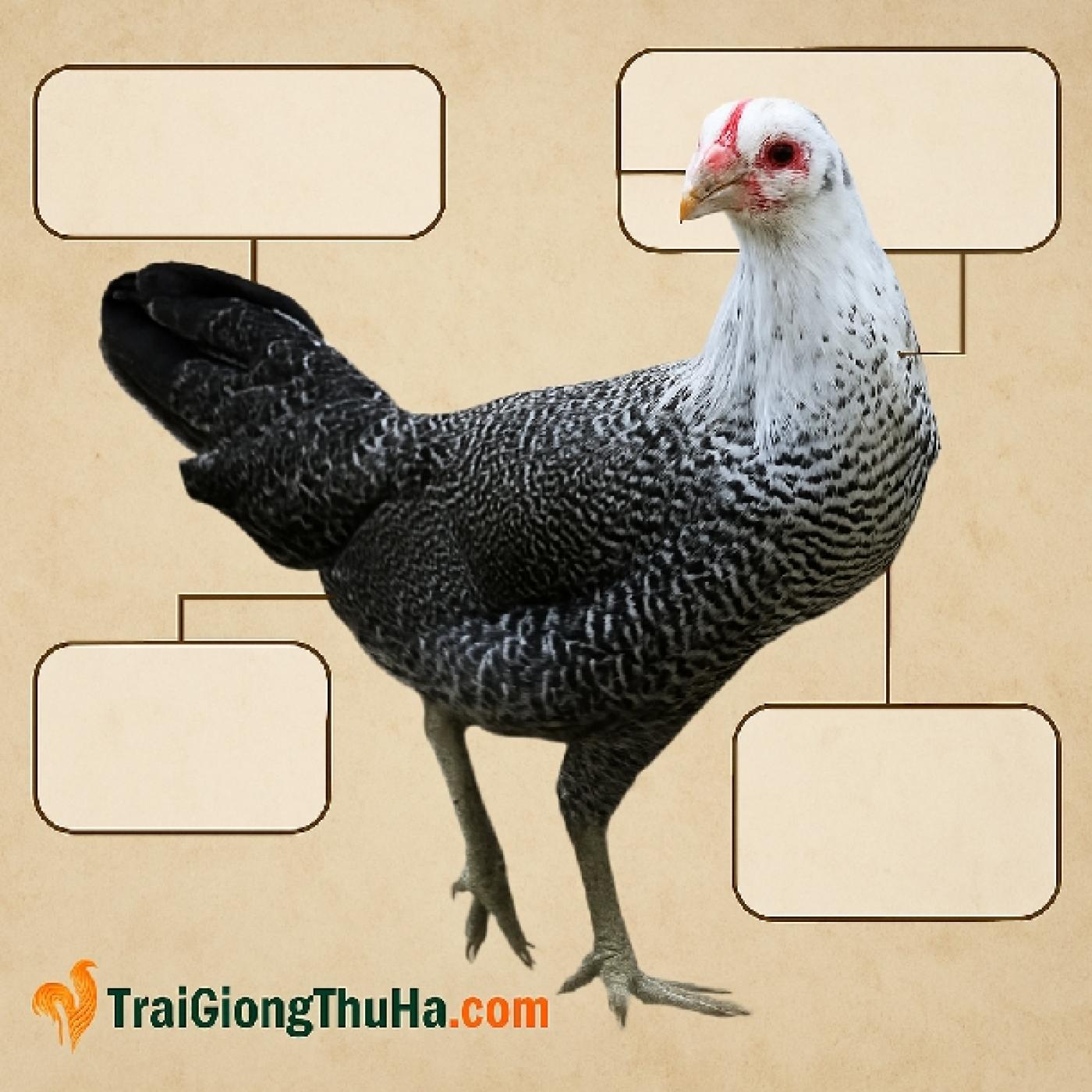 Gà Siêu Trứng Ai Cập Có Tốt Không? 7 Lý Do Bạn Nên Nuôi Gà Siêu Đẻ Ai Cập