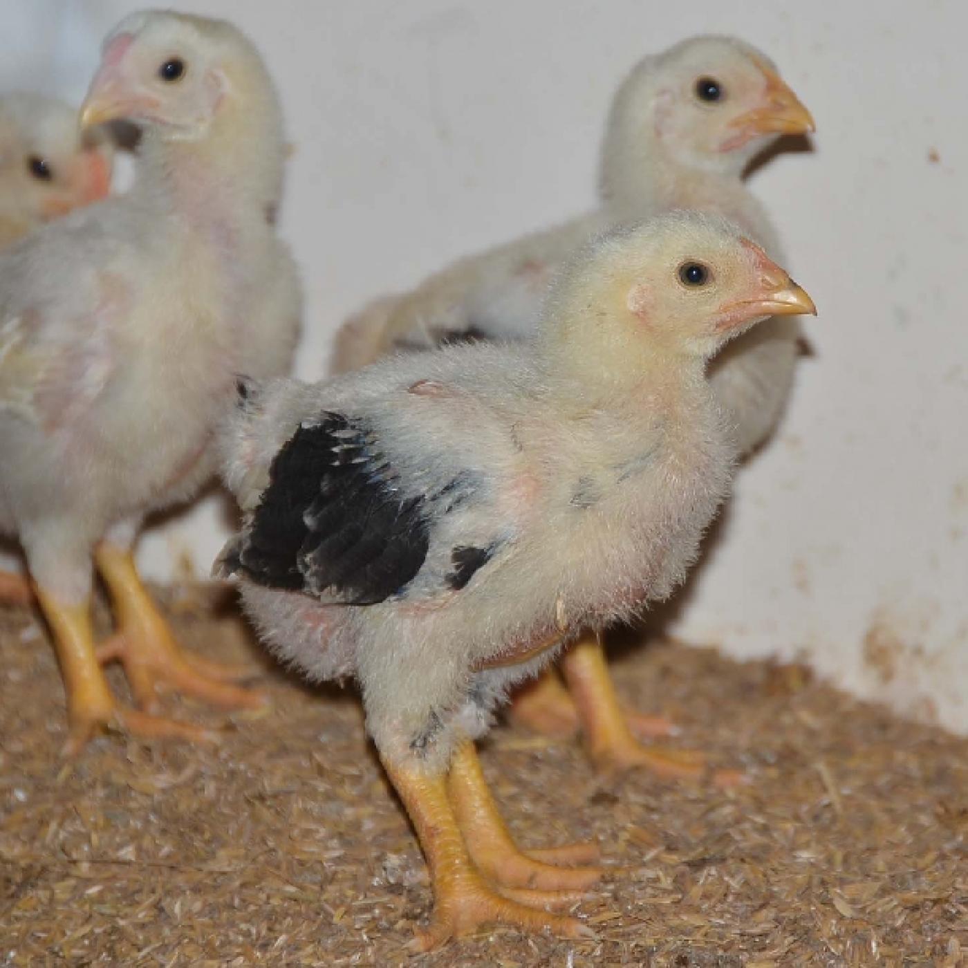 BỆNH NEWCASTLE DISEASE (bệnh gà rù )