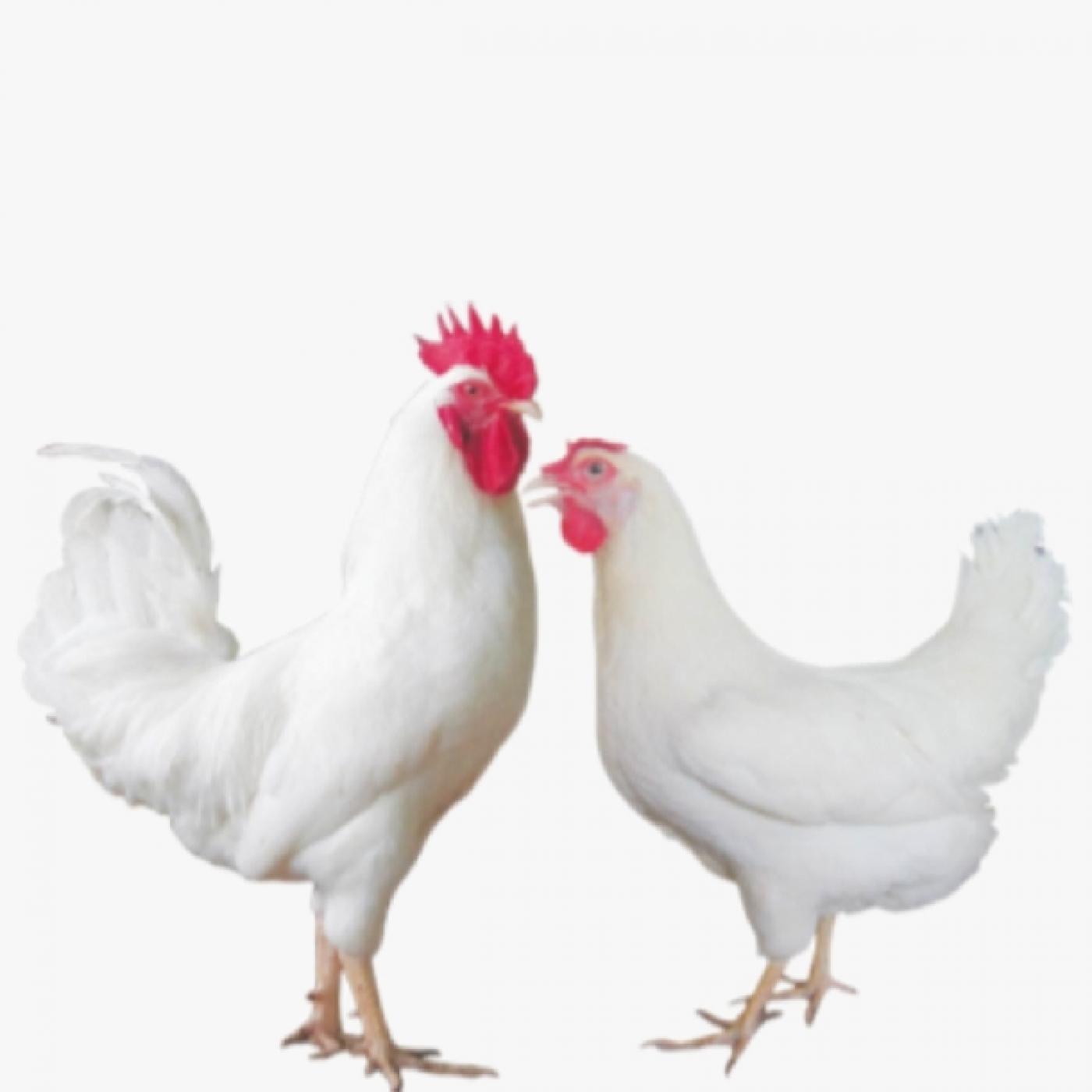 Tìm Hiểu Giống Gà Ai Cập Trắng: Siêu Đẻ, Tiết Kiệm Thức Ăn, Phù Hợp Hộ Gia Đình