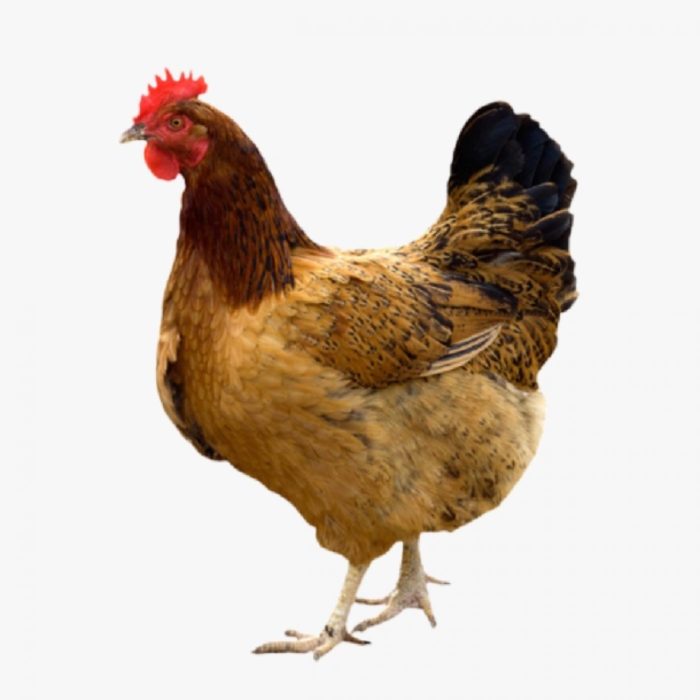 Gà Siêu Đẻ IZ: Giống Gà Công Nghiệp Đẻ 300 Trứng/Năm – Có Thật Không?