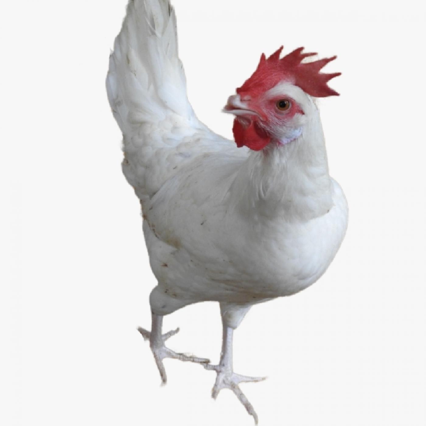 Gà Siêu Đẻ D310 – Nuôi Ít Mà Đẻ Nhiều, Bí Quyết Siêu Lợi Nhuận Cho Nhà Nông