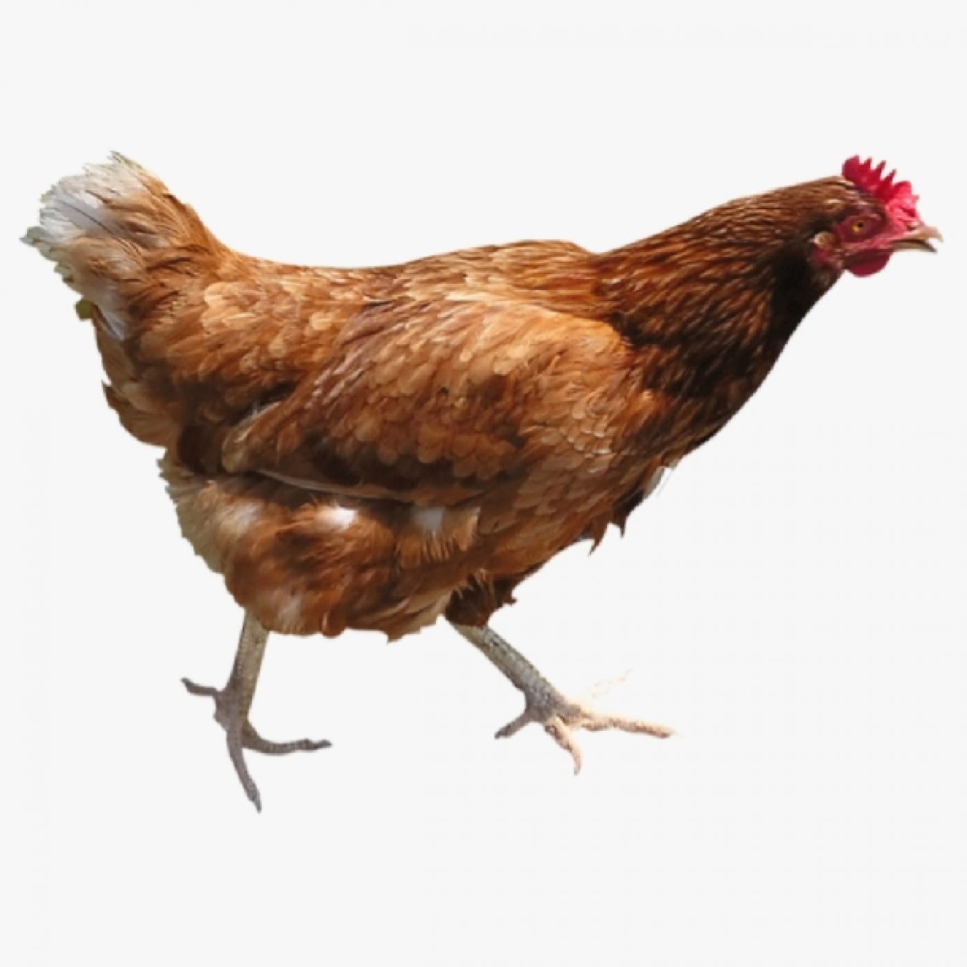 Gà Siêu Đẻ IZ Có Tốt Không? Phân Tích Chi Tiết Từ Người Nuôi Thực Tế