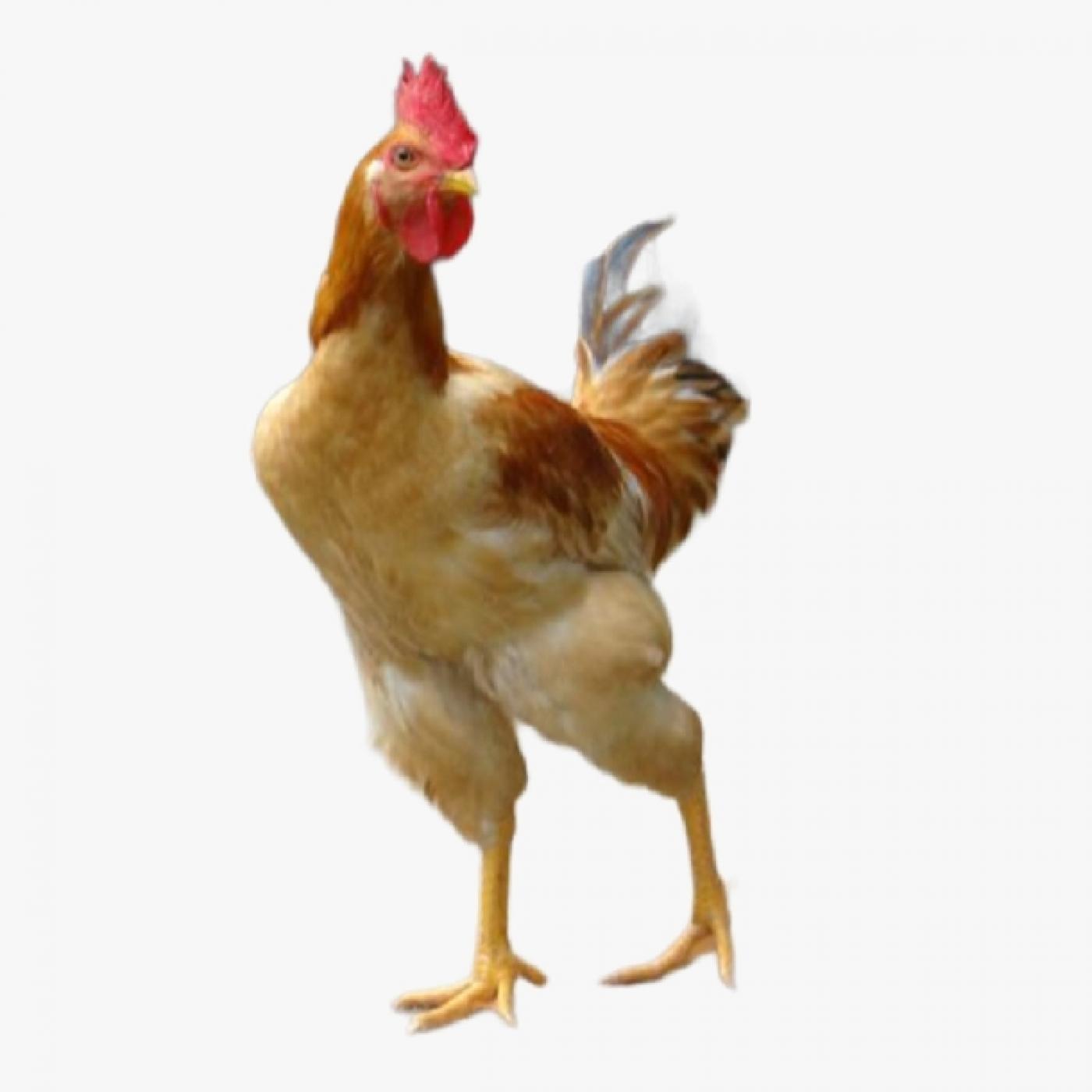 Gà Ri Lai Là Gì? Có Nên Nuôi Gà Ta Lai Để Làm Kinh Tế