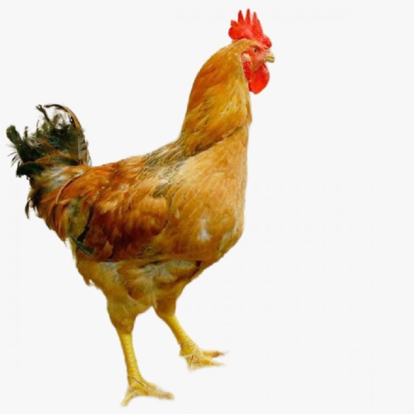 Gà Ri Lai 1/2, 3/4, 7/8 Khác Nhau Gì? So Sánh & Gợi Ý Mô Hình Nuôi Hiệu Quả