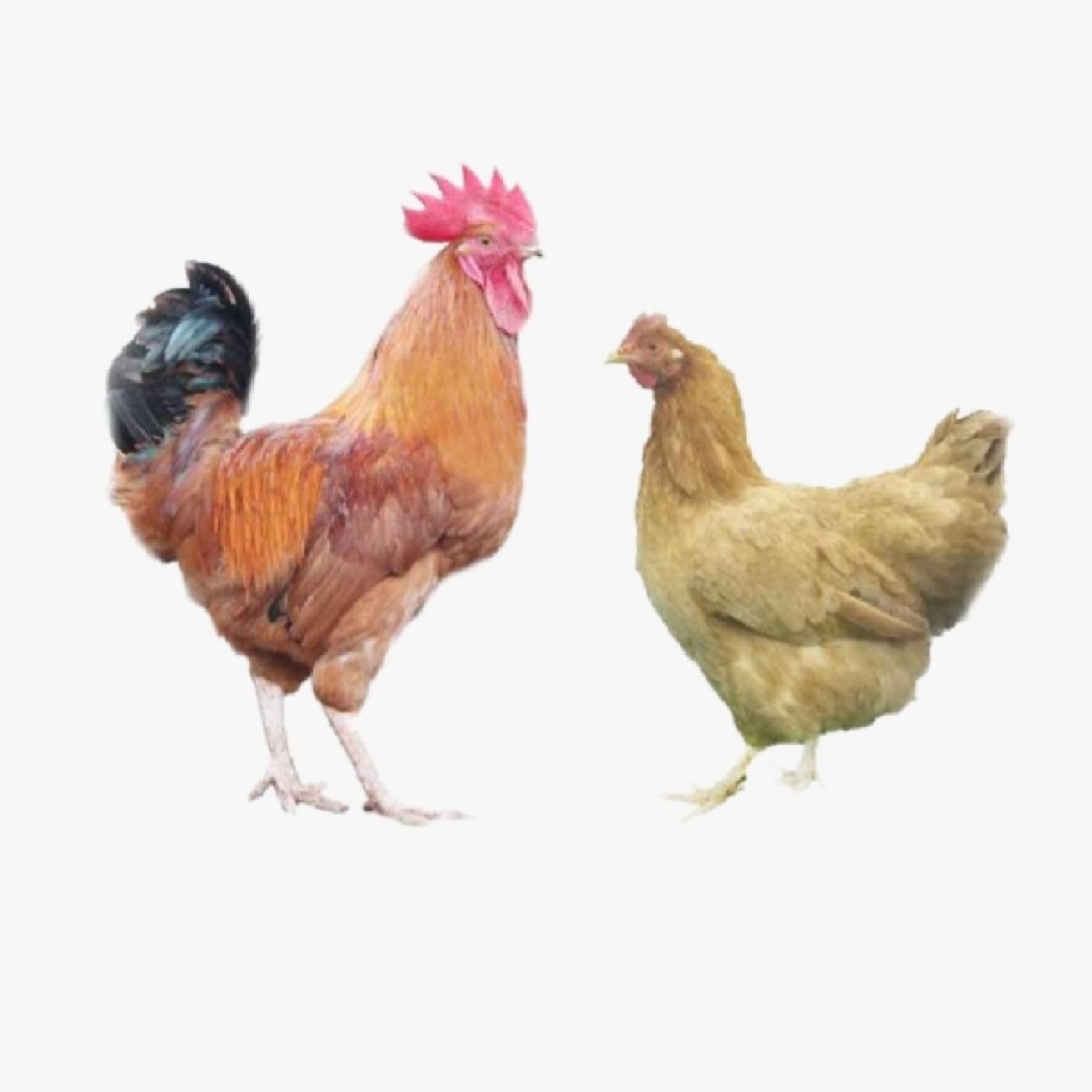 Gà Ri Lai Lương Phượng – Giống Gà Siêu Thịt Lý Tưởng Cho Hộ Gia Đình