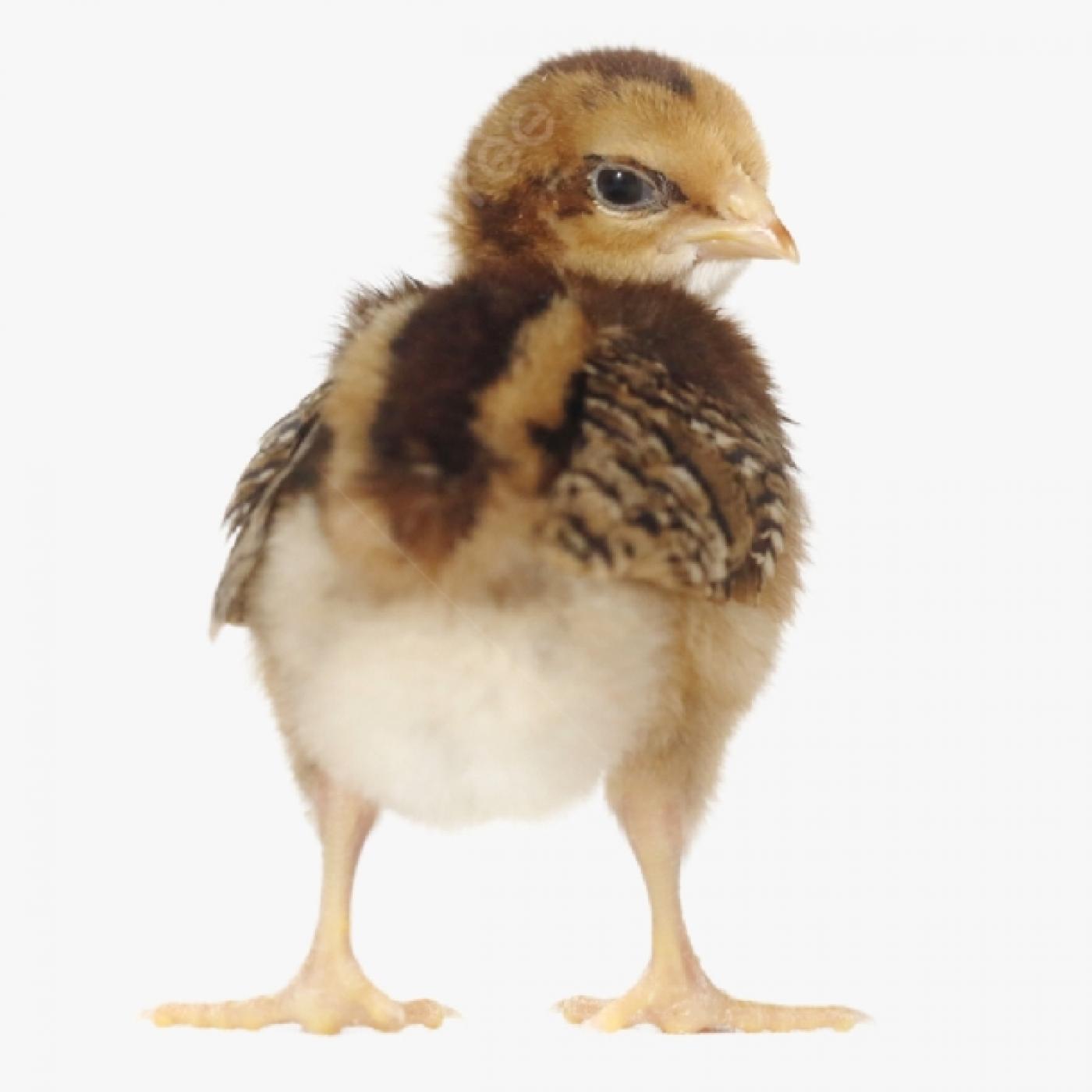 Nuôi Gà Ta Lai 1/2 Hay 7/8 Có Lãi Hơn? Phân Tích Chi Tiết Từng Cấp Lai