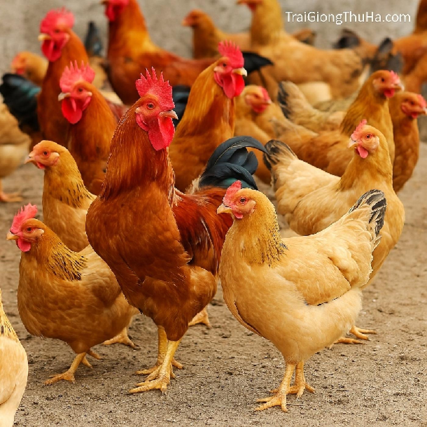 Làm Giàu Từ Gà Ri Lai: Có Thật Không? Chia Sẻ Kinh Nghiệm Thực Tế Từ Người Nuôi Thành Công