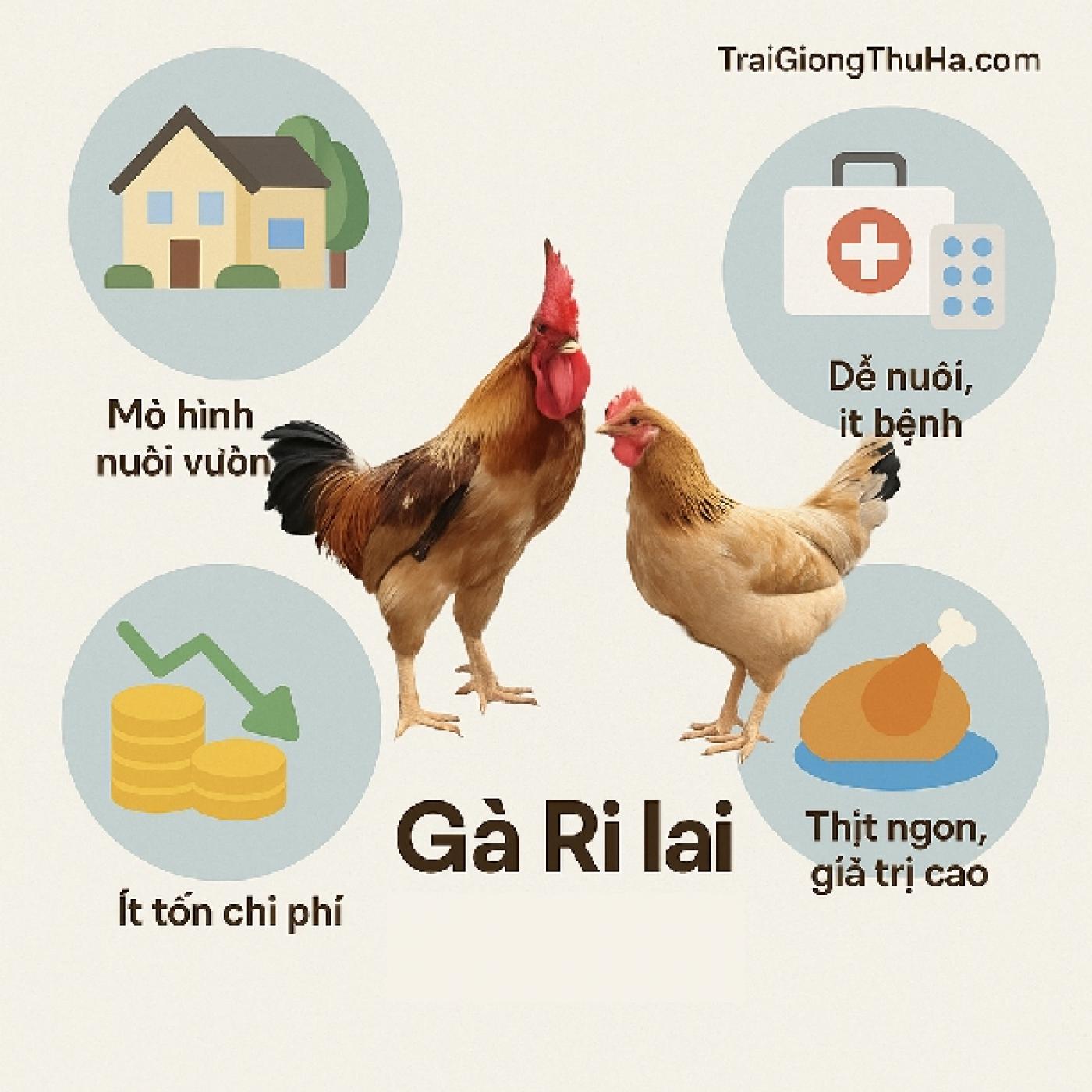 Xu Hướng Gà Ri Lai Lên Ngôi Trong Các Mô Hình Nuôi Gà Tự Cung Tự Cấp