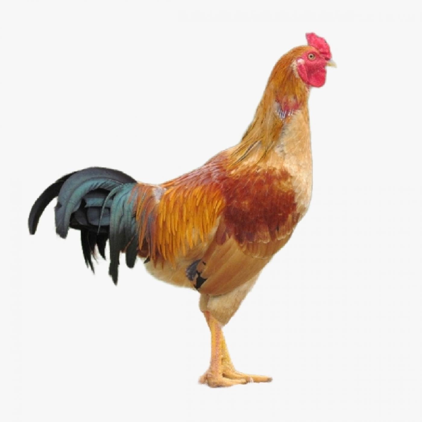 Kỹ Thuật Nuôi Gà Ri Lai Đạt Trọng Lượng 2kg Trong 70 Ngày – Không Cần Kháng Sinh