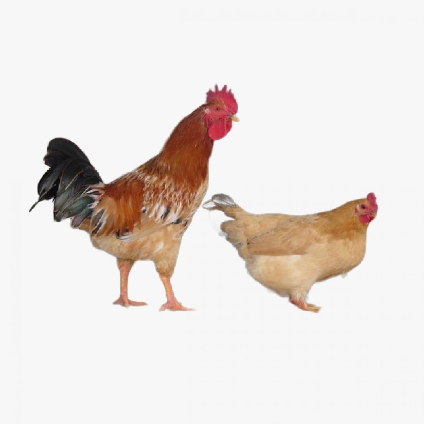 Mô Hình Gà Ri Lai – Giải Pháp Vàng Cho Hộ Chăn Nuôi Muốn Kiếm Thêm Thu Nhập