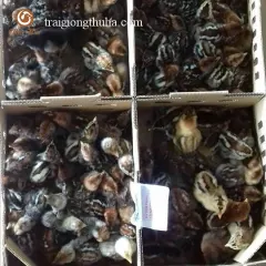 Gà ai cập giống