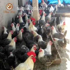 Gà ai cập vằn đen trưởng thành
